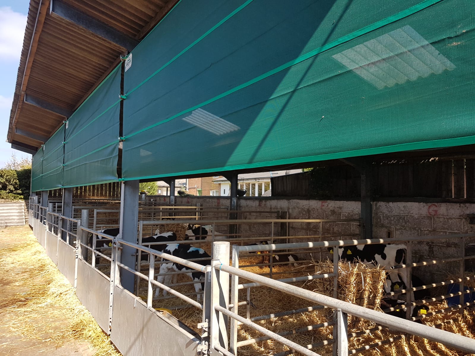 Solid pen gates to calf height with mesh walls above allows air flow without draughts or rain.